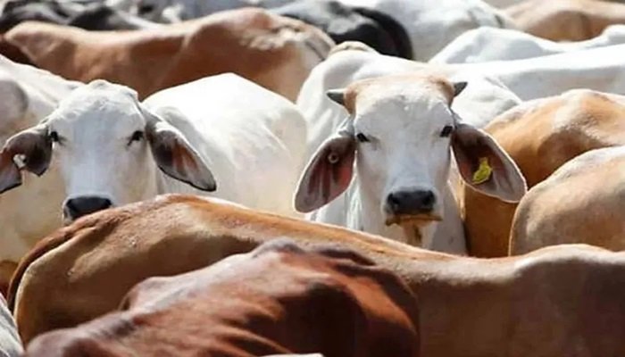 यूपी: कृष्ण जन्माष्टमी की रात गोकशी, भारी मात्रा में मिले पशुओं के अवशेष